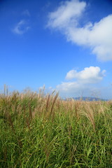 Fototapeta premium 青空とススキ