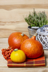 Small and big colorful pumpkins on checkered table cloth. Autumn