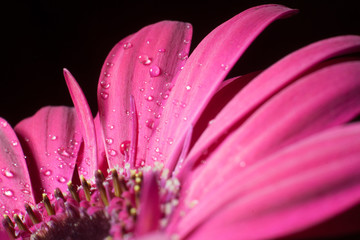 gerbera