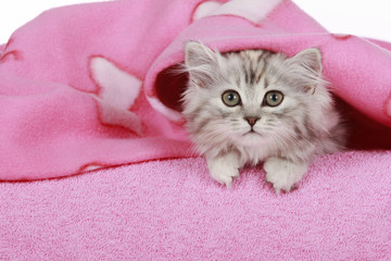 Graues Kätzchen auf Decke - kitten on pink blanket