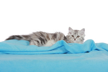 Kätzchen auf blauer Decke - kitten on blanket