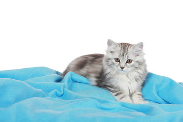 Kätzchen auf blauer Decke - kitten on blanket