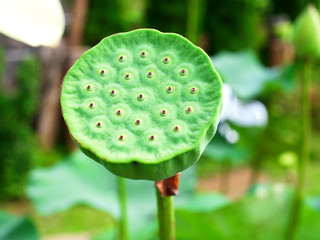 Lotur seed pod