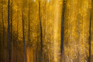 autumnal forest abstraction