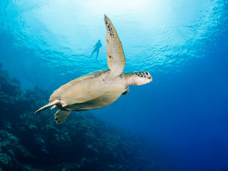 Obraz na płótnie Canvas Green turtle and snorkeler