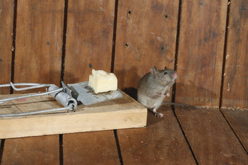 House mouse, Mus musculus,