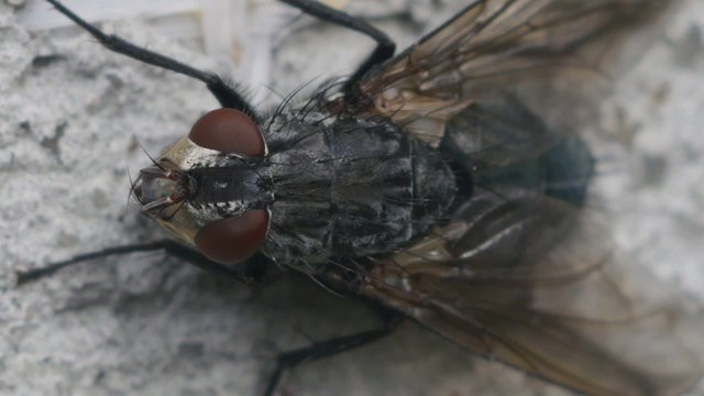 fly