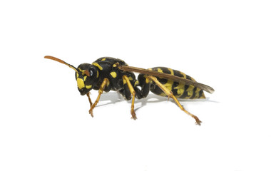 Wespe, Vespula, germanica,