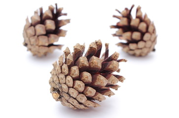Fototapeta premium Pine cones on white background