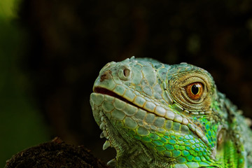 Fototapeta premium portrait about a green iguana