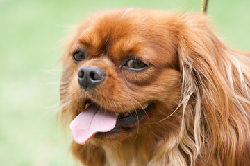 Cavalier King