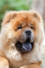 Chow chow