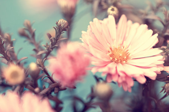 Delicate Pink Autumn Aster