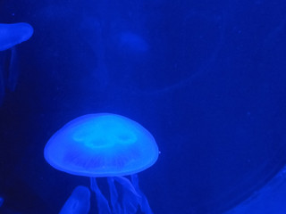 Водный мир