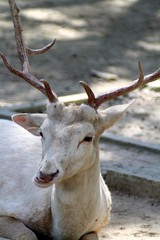 albino white deer portrait