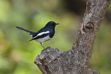 Oriental Magpie-Robin bird male in Nepal