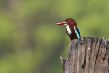 White-throated Kingfisher bird in Nepal