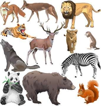 wild animals