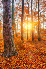 Sunlighted autumn forest