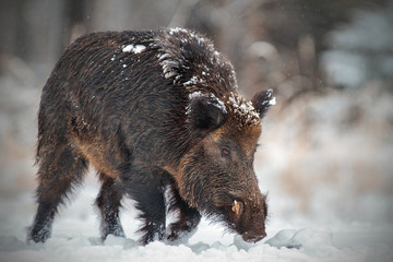 Wild boar runing in snow