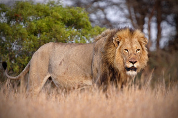 Male lion