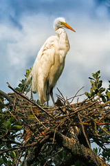 Great White Egret