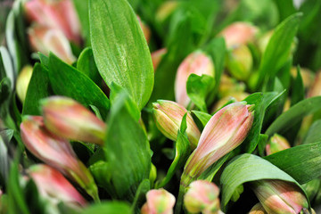 Delicate pink flowers with lush foliage