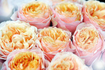 Delicate orange roses