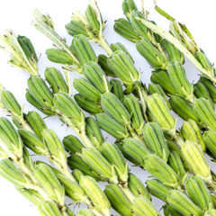 Losts of black sesame plant