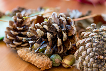 group of pine cones with leaves and acorns