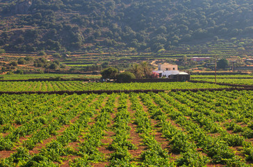 Fototapeta na wymiar Plantacji, Pantelleria