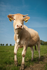 Plakat Kühe auf der Wiese