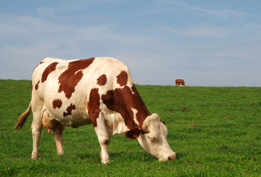 vache normande