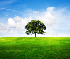 Fototapeta na wymiar Pola, drzewa i błękitne niebo