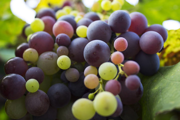juicy grapes