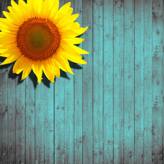 sunflower leaning on turquoise wooden background