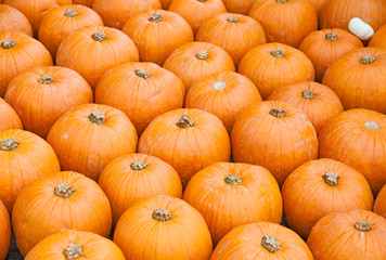 Colorful pumpkins