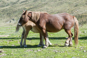 Fototapeta premium little mare with her mother