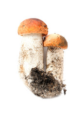 two mushrooms isolated