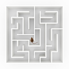Mouse in maze
