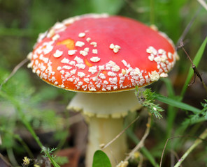 big red fly agaric