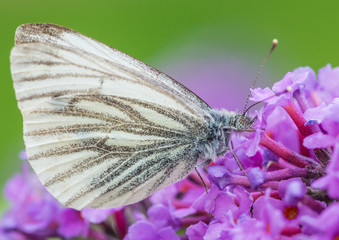 Green-veined White Butterfly