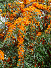 sea-buckthorn