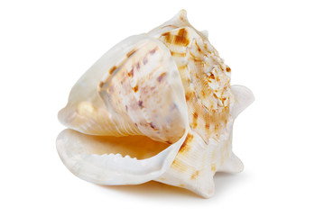 Shell