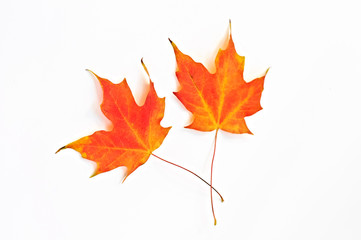 Maple leaves on white.