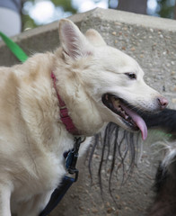 Dog at Park