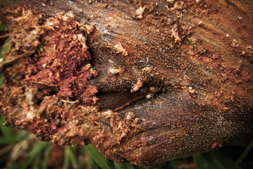 Fototapeta premium Termites eat wood