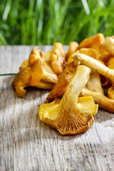 Cantharellus cibarius, commonly known as the chanterelle, golden