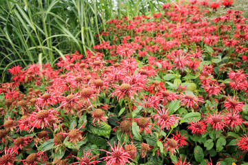 Monarda Didyma, Bee balm flowers