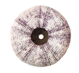 Sea urchin shell isolated on white background.